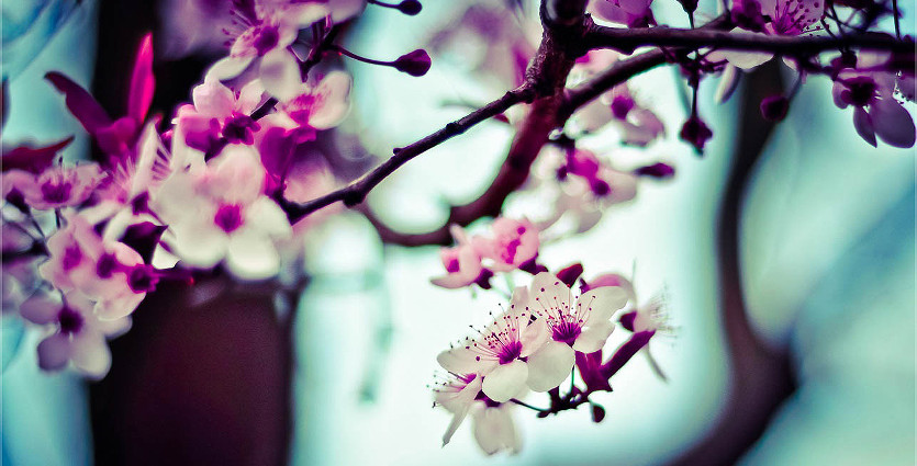 Lorem ipsum dolor sit amet, consectetur adipiscing
